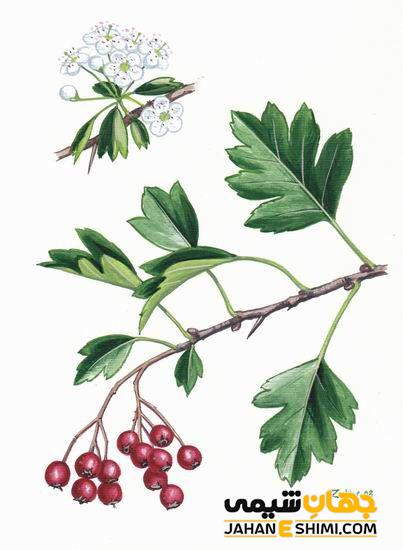 عرق گیاهی کیالک و خواص درمانی آن در طب سنتی