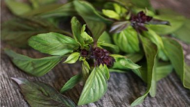 عرق گیاهی ریحان و خواص شگفت انگیز آن برای سلامتی