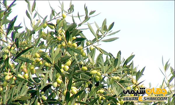 عرق گیاهی برگ زیتون چه خواصی و کاربردی برای سلامتی دارد؟