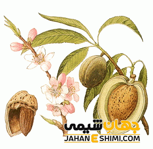 روغن بادام تلخ را با این همه خواص از دست ندهید!