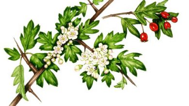 عرق گیاهی کیالک و خواص درمانی آن در طب سنتی