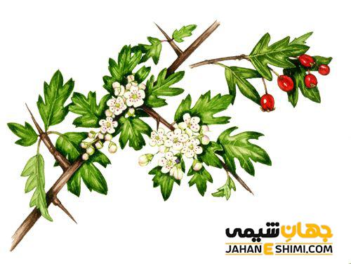 عرق گیاهی کیالک و خواص درمانی آن در طب سنتی