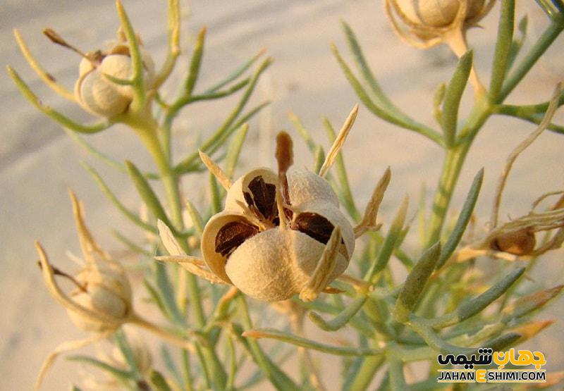 روغن اسپند چیست ؟ کاربرد و خواص آن برای سلامتی و زیبایی