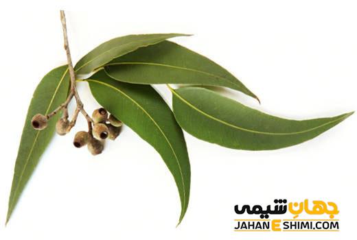 عرق گیاهی اکالیپتوس و کاربرد و خرید و فروش آن