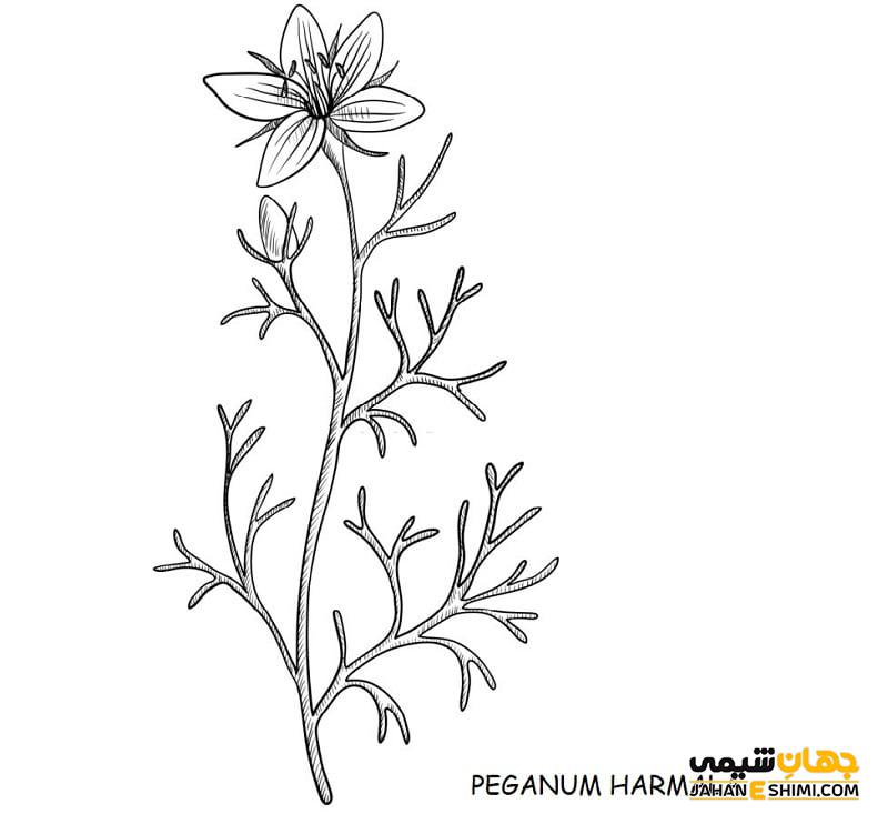 روغن اسپند چیست ؟ کاربرد و خواص آن برای سلامتی و زیبایی