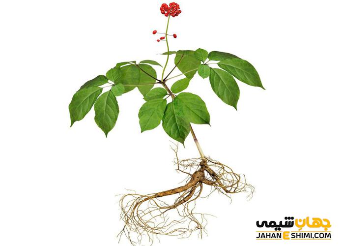 ریشه گیاه جنسینگ