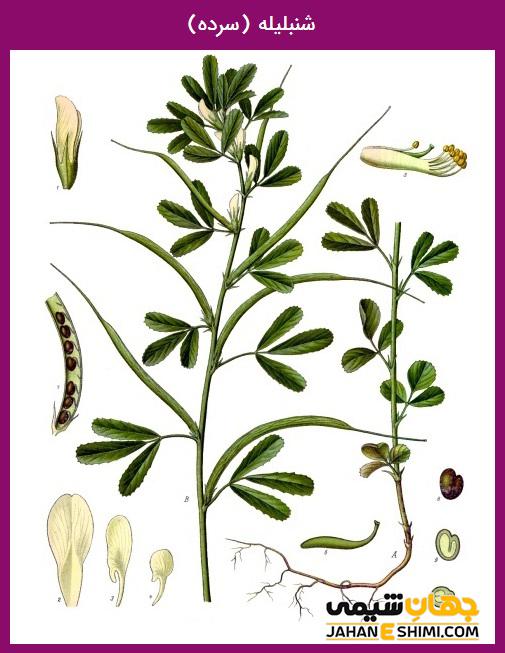 روغن شنبلیلیه