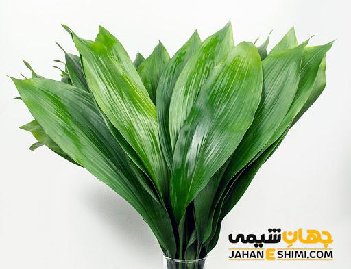 روش مراقبت و پرورش گیاه آپارتمانی برگ عبایی