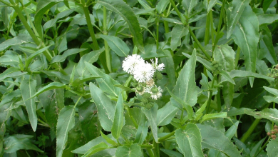 آشنایی با خواص و فواید روغن قسط پرکاربرد برای سلامتی