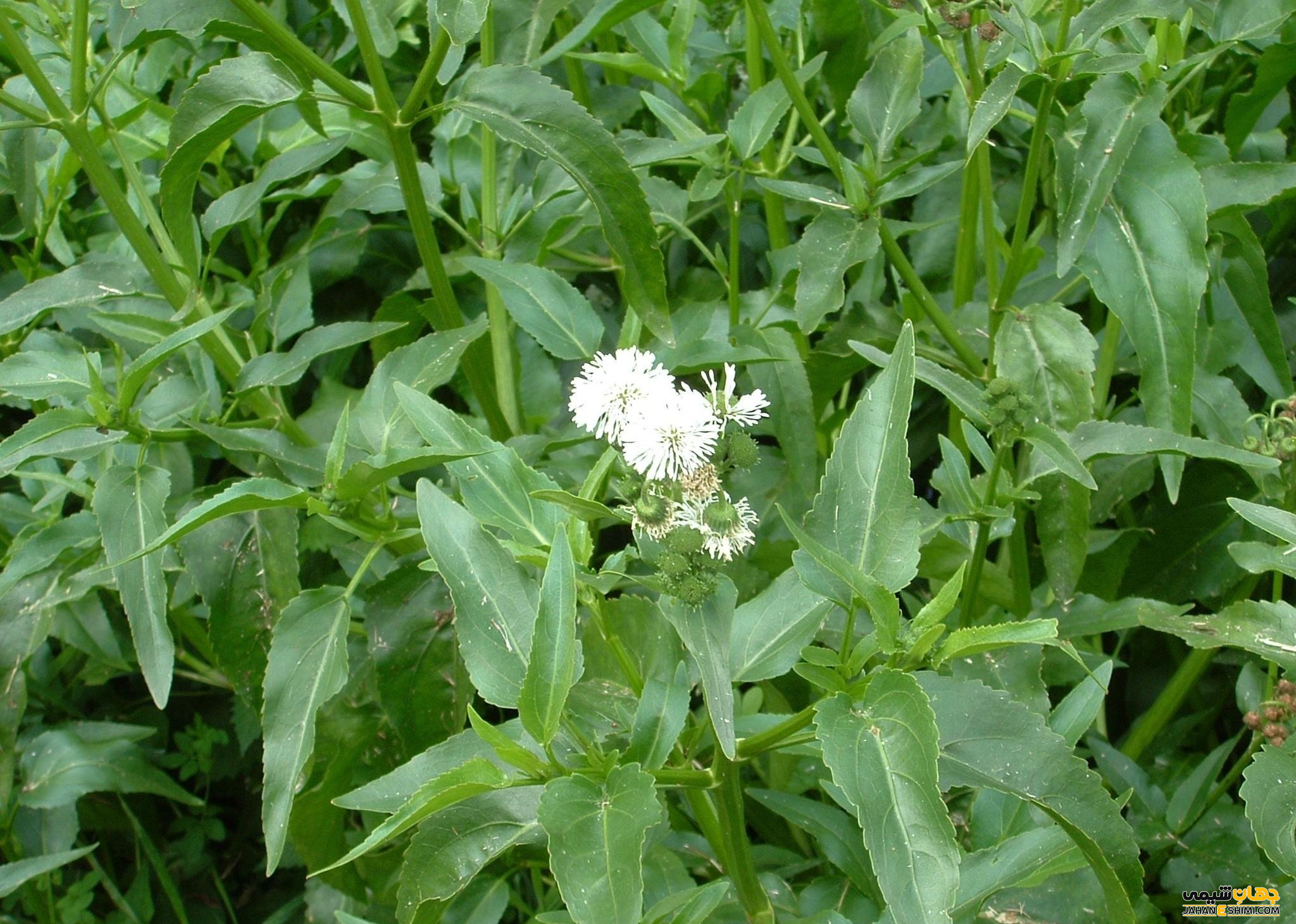 آشنایی با خواص و فواید روغن قسط پرکاربرد برای سلامتی