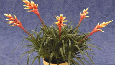 آشنایی با شرایط مراقبت و تکثیر گیاه (گل) ورزیا