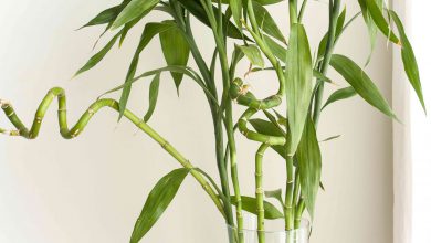 آشنایی با شرایط نگهداری و انواع گیاه آپارتمانی بامبو
