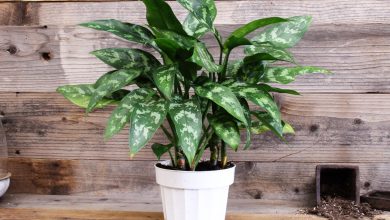 آشنایی با شرایط نگهداری و تکثیر گیاه آپارتمانی آگلونما