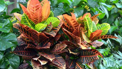 آشنایی با شرایط نگهداری و تکثیر گیاه کروتون