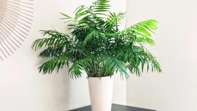 آشنایی با شرایط کاشت و تکثیر نخل شامادورا