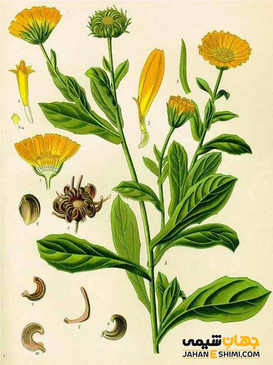 فوائد و کاربرد روغن همیشه بهار در طب سنتی