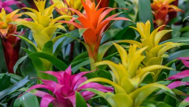 انواع گیاه آپارتمانی (گل) گازمانیا و شرایط نگهداری آن