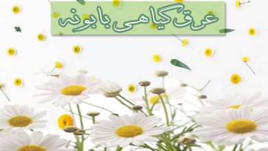 خواص عرق گیاهی بابونه در سلامتی بدن و ذهن شما چه تأثیری دارد؟