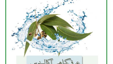 عرق گیاهی اکالیپتوس و کاربرد و خرید و فروش آن