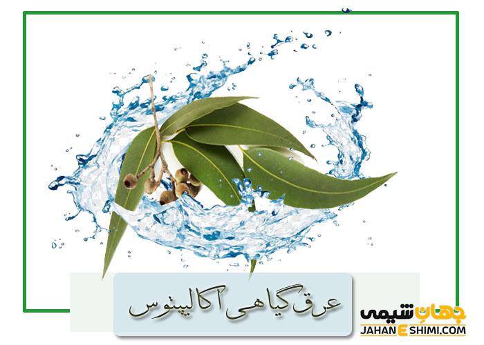 عرق گیاهی اکالیپتوس و کاربرد و خرید و فروش آن
