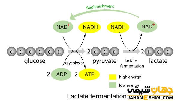 تخمیر اسید لاکتیک