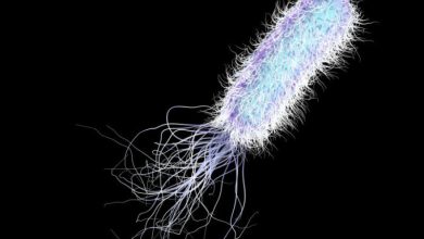 جاندار تک سلولی چیست؟ - انواع، تفاوت ها و شباهت های آن