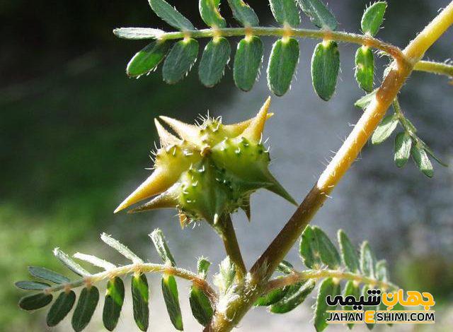 عرق گیاهی خارخاسک و خواص و کاربرد آن برای سلامتی بدن