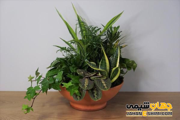دیش گاردن چیست و از فواید سلامتی آنها چه می دانید؟
