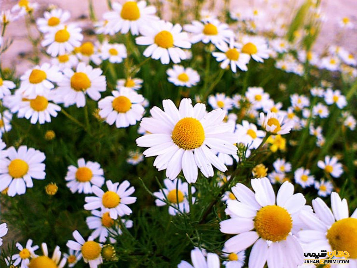 روش استفاده از روغن بابونه چگونه است ؟