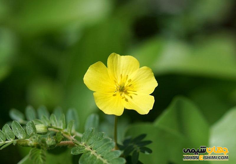 عرق گیاهی خارخاسک و خواص و کاربرد آن برای سلامتی بدن