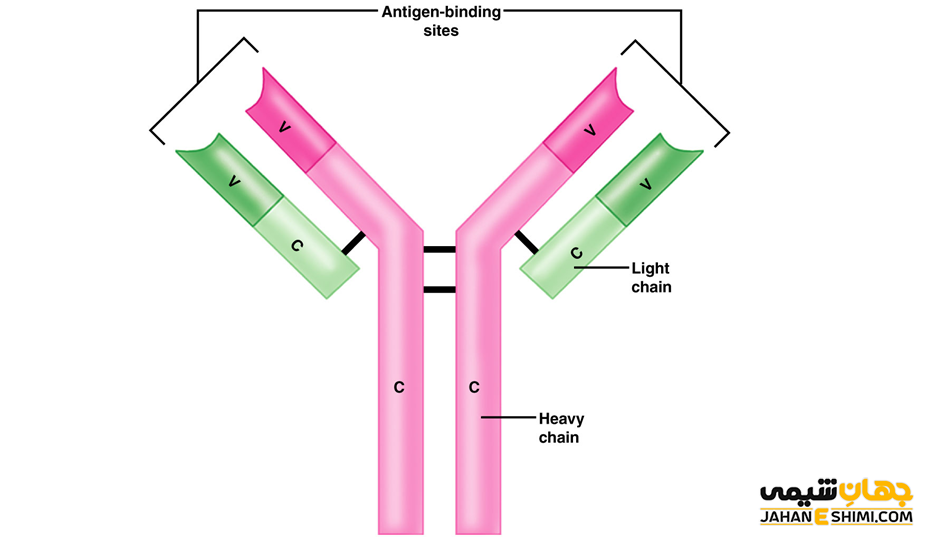ساختار آنتی بادی