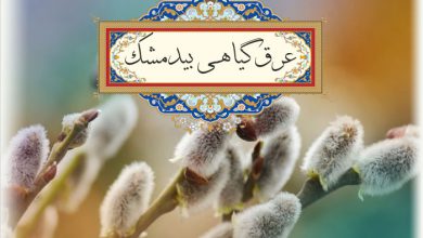 عرق گیاهی بیدمشک و همه خواصی که باید درباره آن بدانید!