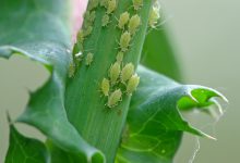 سم شته چیست و چگونه می توان شته ها را کنترل کرد؟