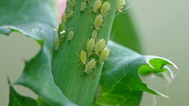 سم شته چیست و چگونه می توان شته ها را کنترل کرد؟