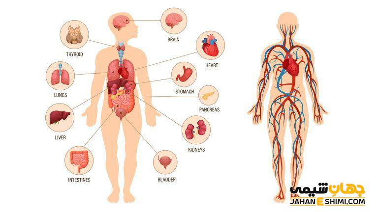 سیستم های بیولوژیکی مورد مطالعه در علم فیزیولوژی