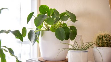 شرایط نگهداری و تکثیر گیاه آپارتمانی پیله آ چگونه است؟