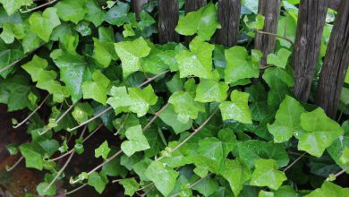 شرایط نگهداری و تکثیر گیاه پاپیتال (گیاه عشقه) چیست؟