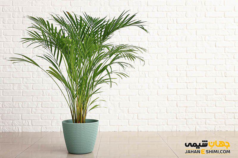 شرایط پرورش ، تکثیر و مراقبت از نخل اریکا چیست؟