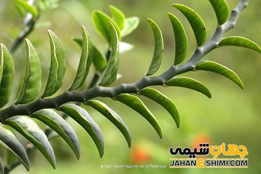 شرایط کاشت ، تکثیر و مراقبت از گیاه پدیلانتوس