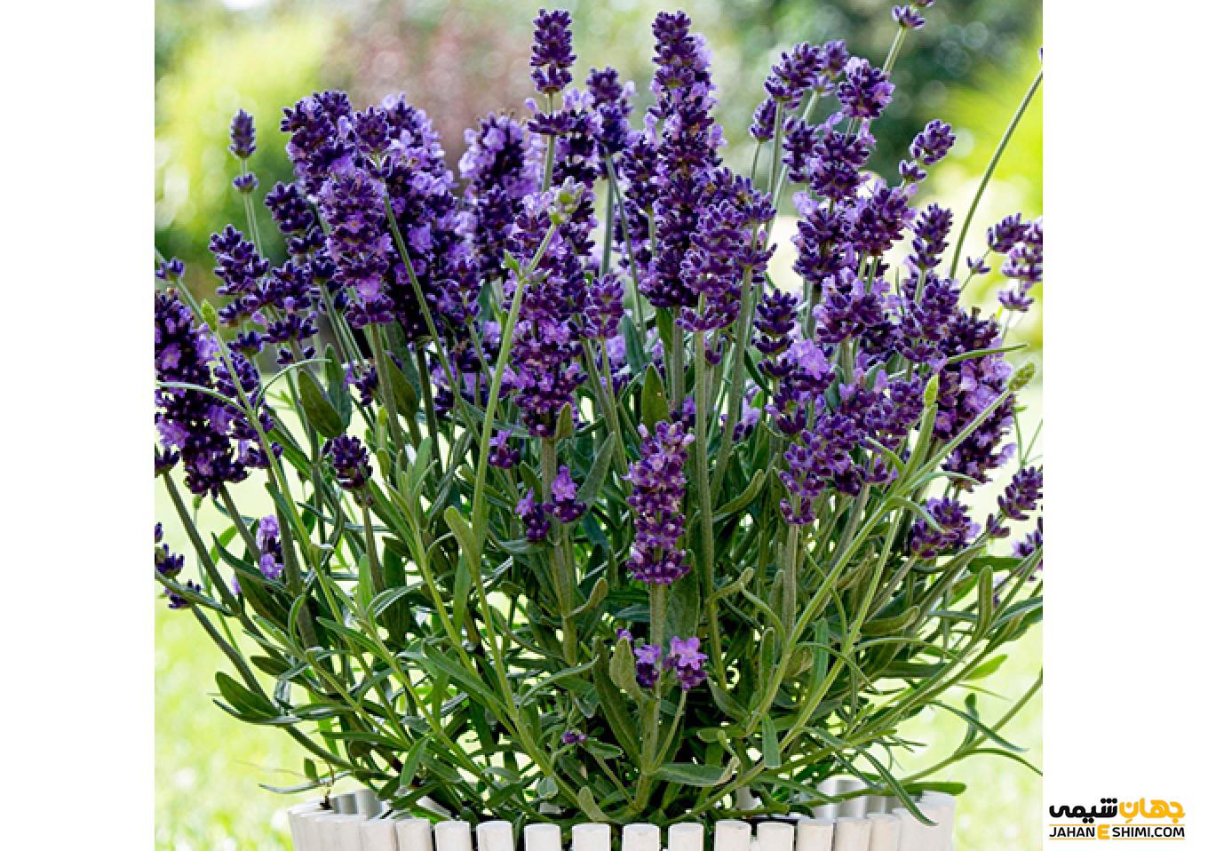 عوارض جانبی روغن اسطوخودوس چگونه است ؟