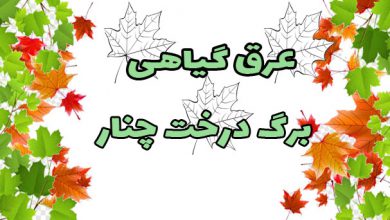 عرق گیاهی برگ چنار و خواص و کاربرد و خرید و فروش آن