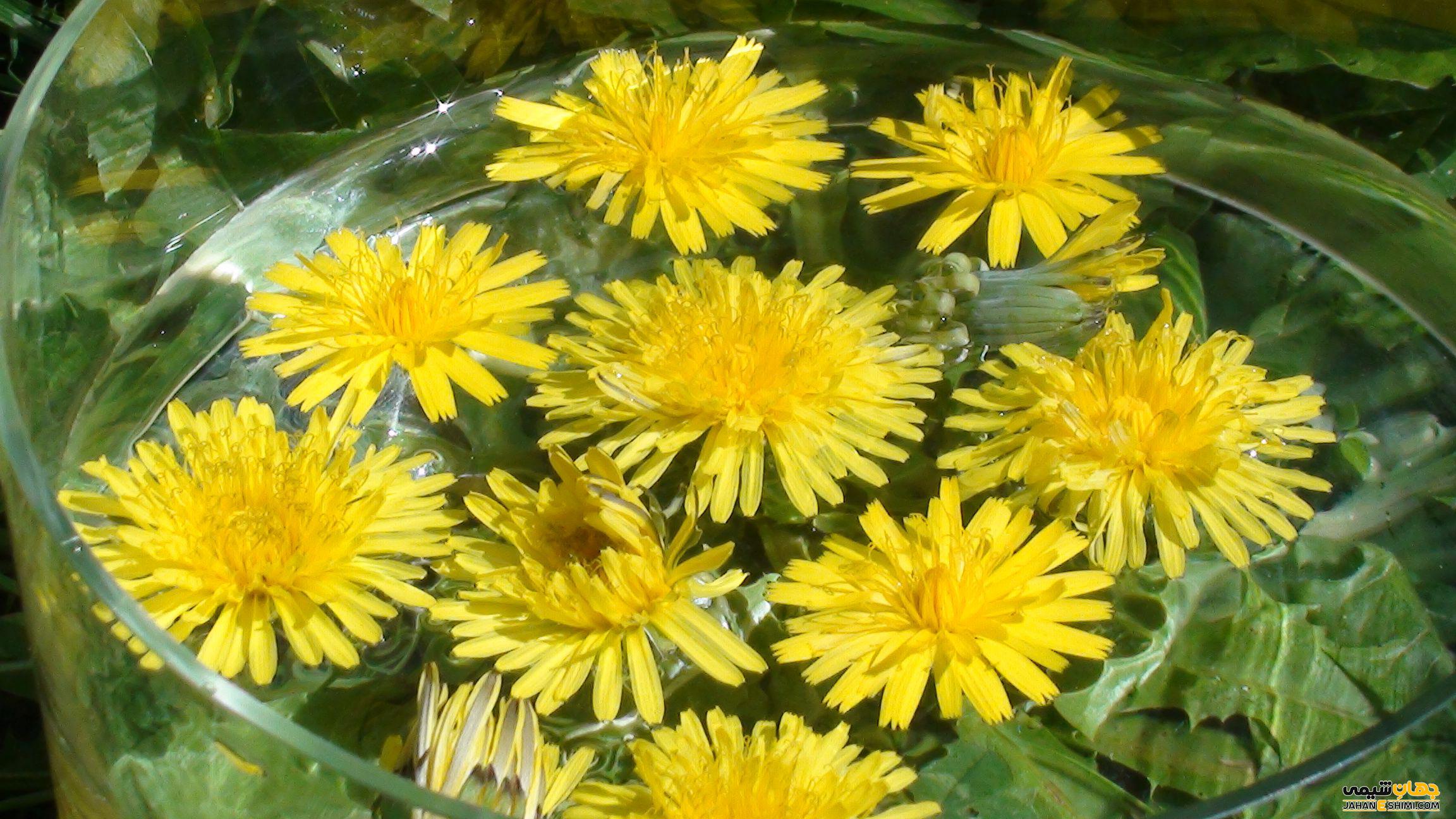 فواید و کاربردهای عرق گیاهی قاصدک برای سلامتی
