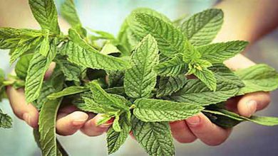 عرق گیاهی پونه و همه خواصی که باید درباره آن بدانید!