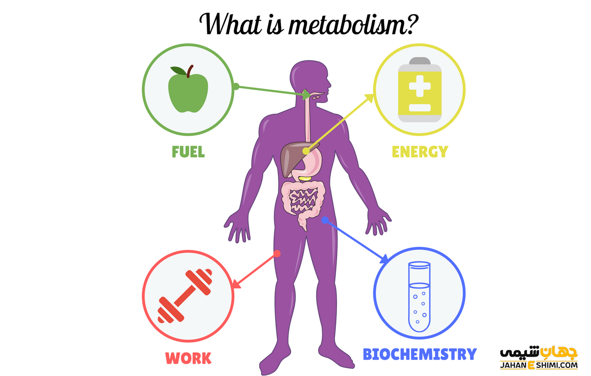 متابولیسم چیست؟ - مسیرهای متابولیکی کدامند؟