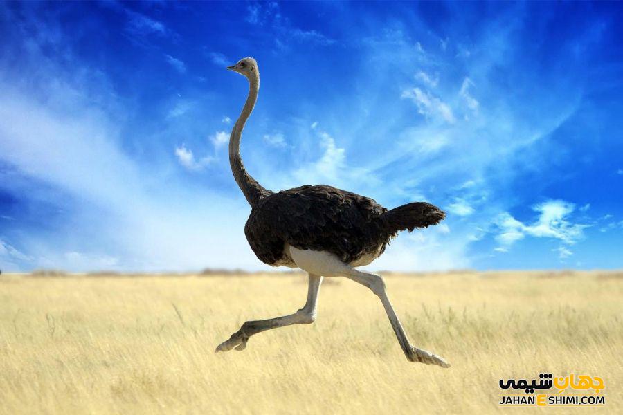 روغن شتر مرغ