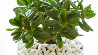 همه چیز در مورد شرایط تکثیر و مراقبت گیاه آپارتمانی کراسولا