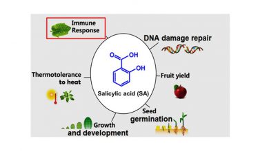 هورمون گیاهی سالیسیلیک اسید چیست؟ - تأثیرات آن بر گیاهان