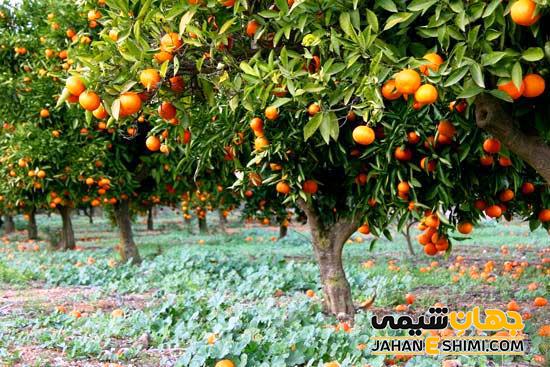 عرق گیاهی بهار نارنج و خواص شگفت انگیز آن برای سلامتی