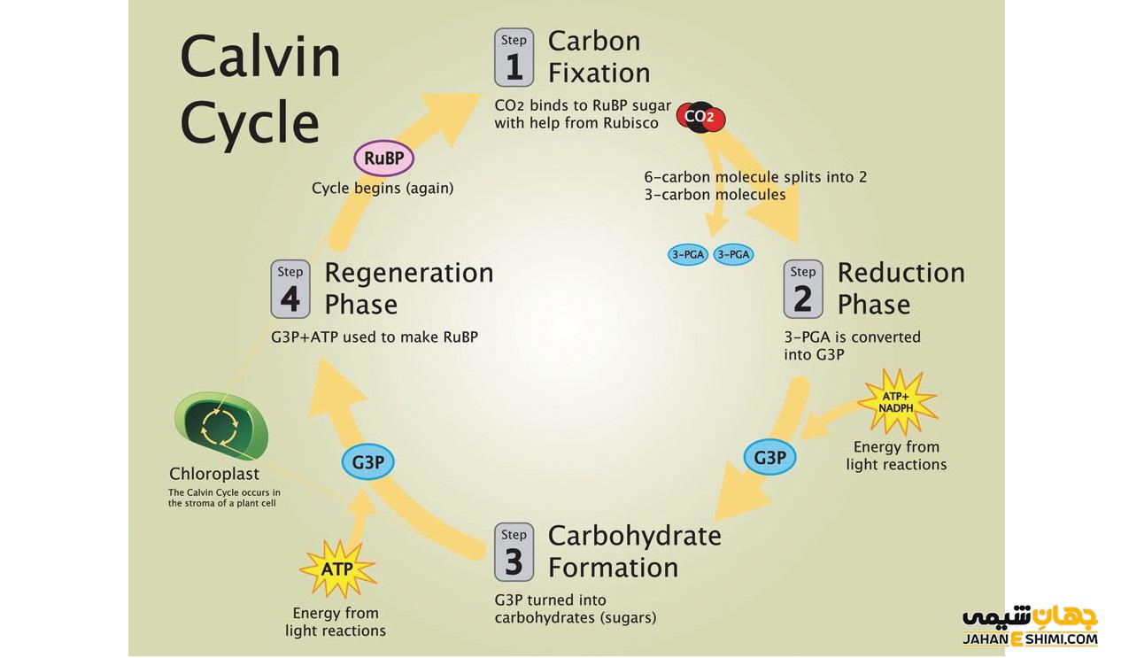 چرخه کالوین چیست؟ - مراحل و اهمیت انجام آن