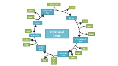 چرخه کربس چیست؟ - مراحل انجام آن چگونه است؟